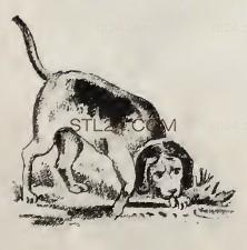 ANIMAL_0151